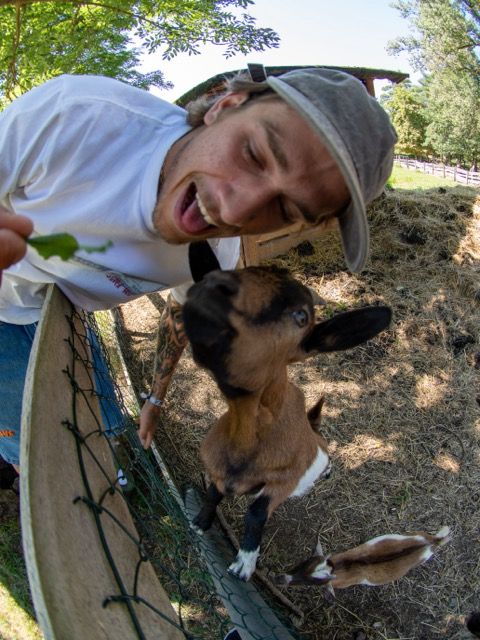Majica RICH Dollar Goat